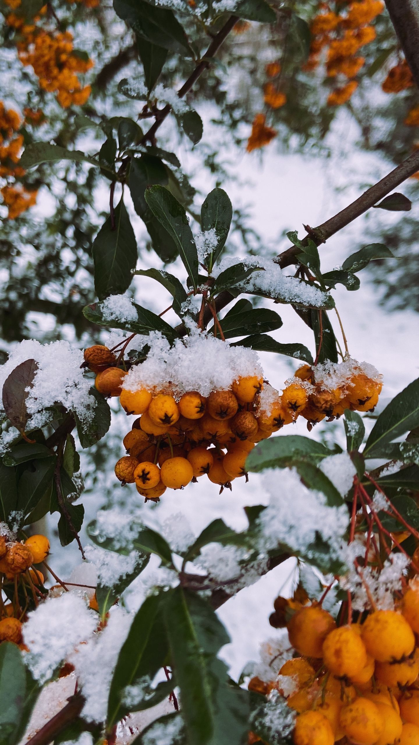 Vibrant orange berries dusted with snow create a striking winter scene, showcasing nature's beauty.